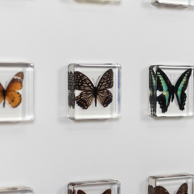 TY Metal Framed Home Decor with Resin Wall Art Panel Butterfly Specimen for High-end Intetior Deisign Projects Custom Support