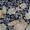TY ART SPACE Luxury Wall Art Panel Mother-of-pearl Collaging Home Decor Custom Support